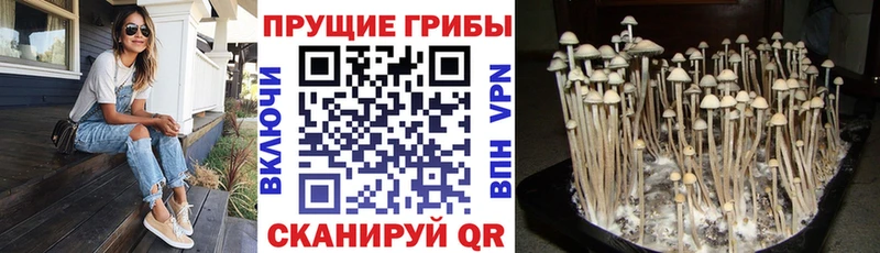 Галлюциногенные грибы GOLDEN TEACHER  Томари 